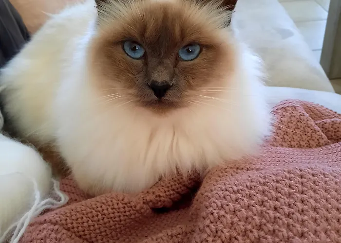 Casa de hóspedes L'instant Bleu Marans (Charente-Maritime)